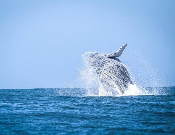 Presença de baleias-jubarte fora da temporada...